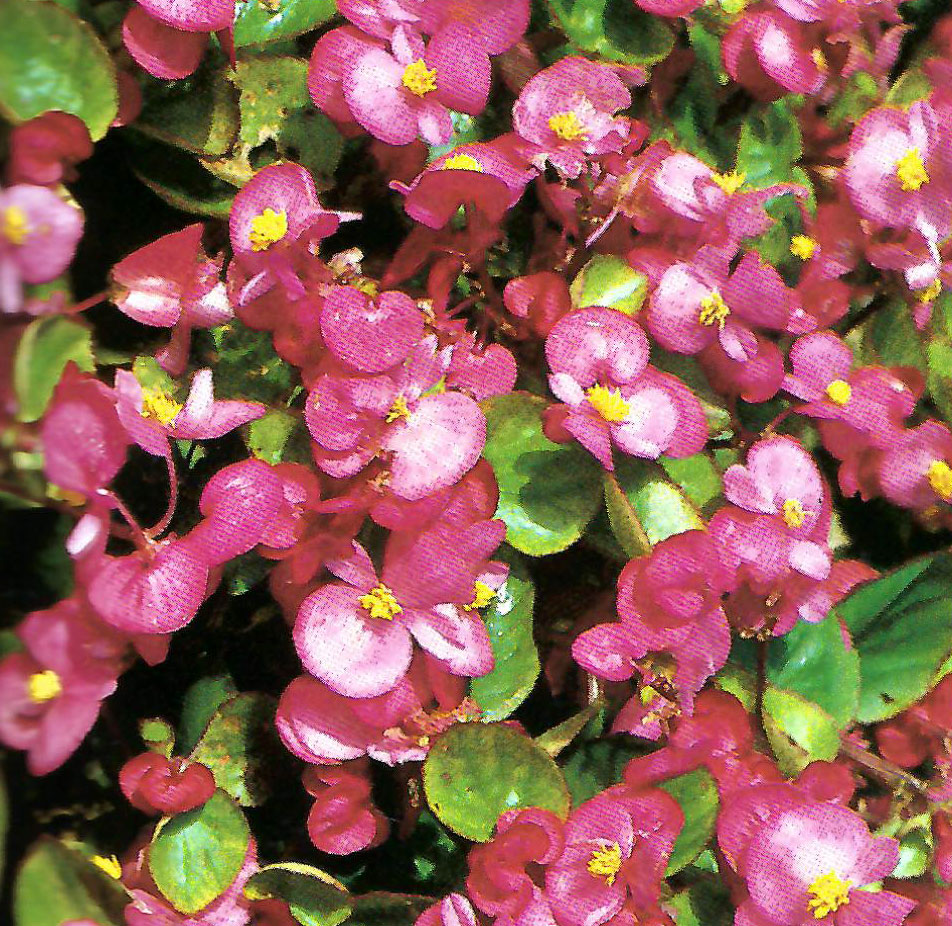 B. ‘Orient Pink’